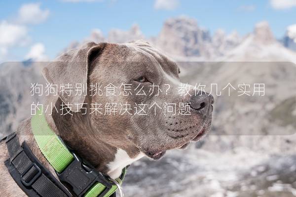狗狗特别挑食怎么办？教你几个实用的小技巧来解决这个问题