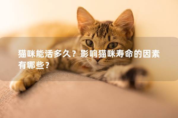猫咪能活多久？影响猫咪寿命的因素有哪些？
