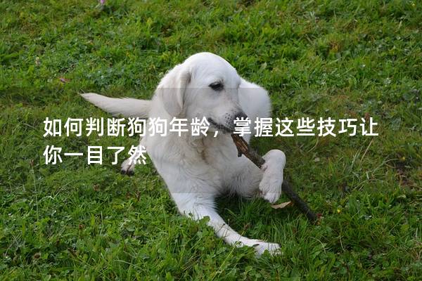 如何判断狗狗年龄，掌握这些技巧让你一目了然