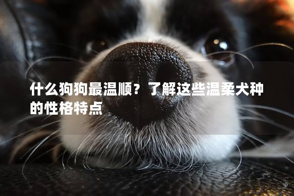 什么狗狗最温顺？了解这些温柔犬种的性格特点