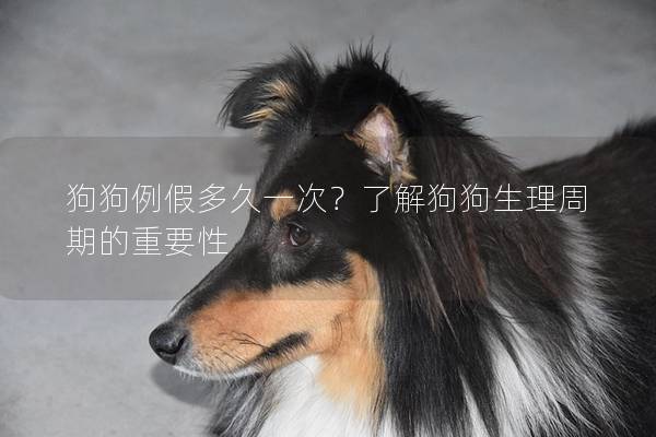 狗狗例假多久一次？了解狗狗生理周期的重要性