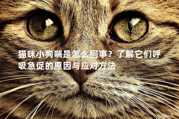 猫咪小狗喘是怎么回事？了解它们呼吸急促的原因与应对方法