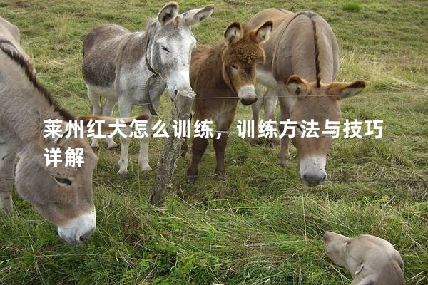 莱州红犬怎么训练，训练方法与技巧详解