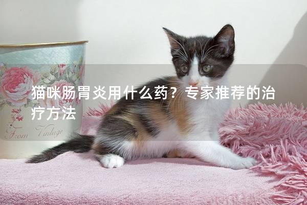 猫咪肠胃炎用什么药？专家推荐的治疗方法