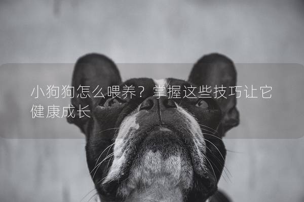 小狗狗怎么喂养？掌握这些技巧让它健康成长