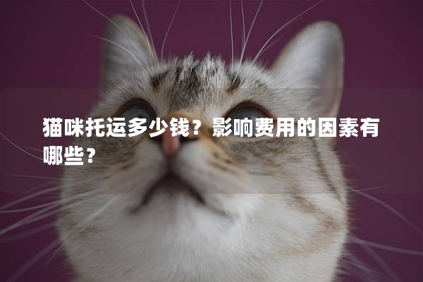 猫咪托运多少钱？影响费用的因素有哪些？