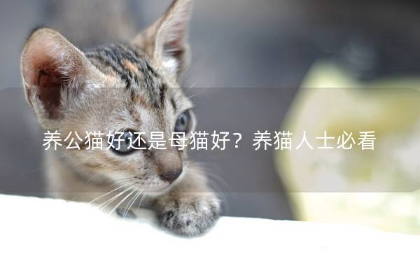 养公猫好还是母猫好？养猫人士必看