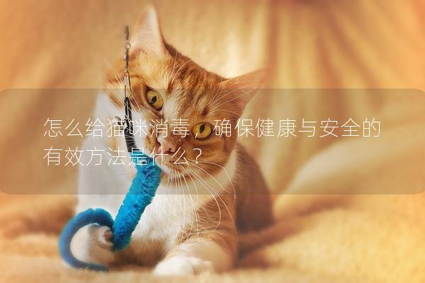 怎么给猫咪消毒，确保健康与安全的有效方法是什么？