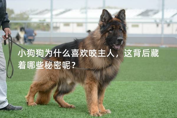 小狗狗为什么喜欢咬主人，这背后藏着哪些秘密呢？