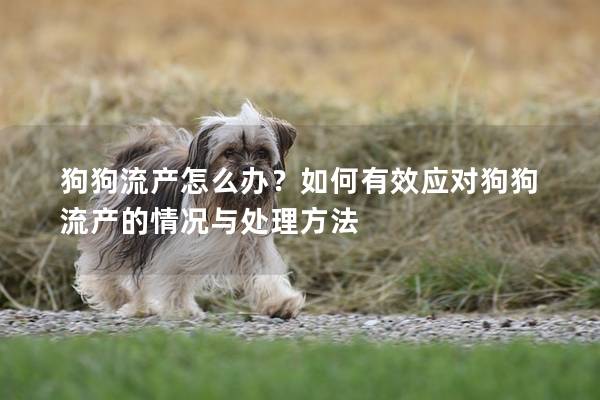 狗狗流产怎么办？如何有效应对狗狗流产的情况与处理方法