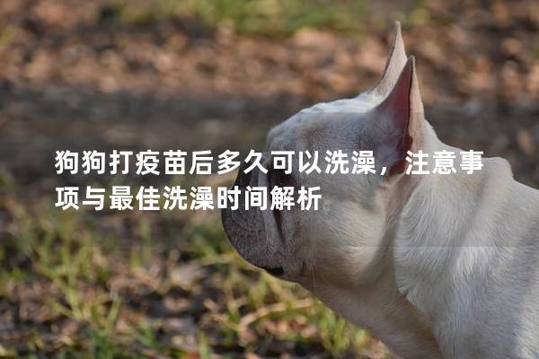 狗狗打疫苗后多久可以洗澡，注意事项与最佳洗澡时间解析