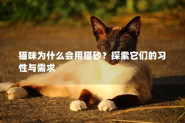 猫咪为什么会用猫砂？探索它们的习性与需求