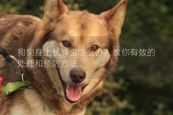 狗狗身上长蜱虫怎么办？教你有效的处理和预防方法