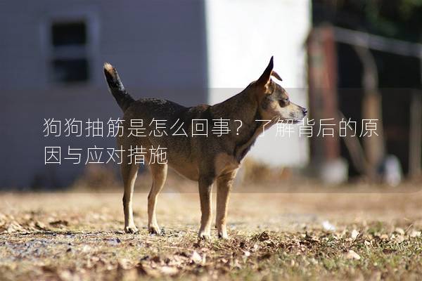 狗狗抽筋是怎么回事？了解背后的原因与应对措施