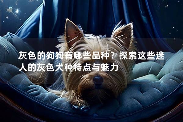 灰色的狗狗有哪些品种？探索这些迷人的灰色犬种特点与魅力