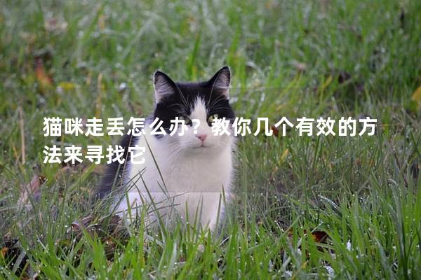 猫咪走丢怎么办？教你几个有效的方法来寻找它