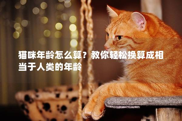 猫咪年龄怎么算？教你轻松换算成相当于人类的年龄