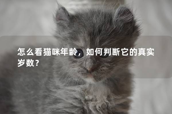 怎么看猫咪年龄，如何判断它的真实岁数？