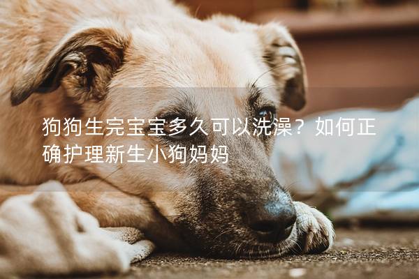 狗狗生完宝宝多久可以洗澡？如何正确护理新生小狗妈妈