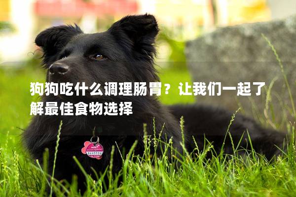 狗狗吃什么调理肠胃？让我们一起了解最佳食物选择