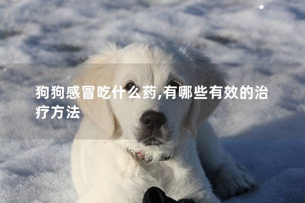 狗狗感冒吃什么药,有哪些有效的治疗方法
