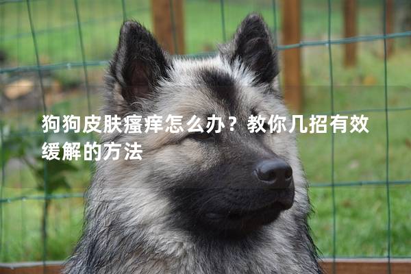 狗狗皮肤瘙痒怎么办？教你几招有效缓解的方法