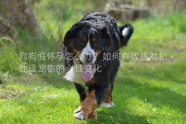 狗狗假怀孕怎么办？如何有效应对和处理宠物的心理变化