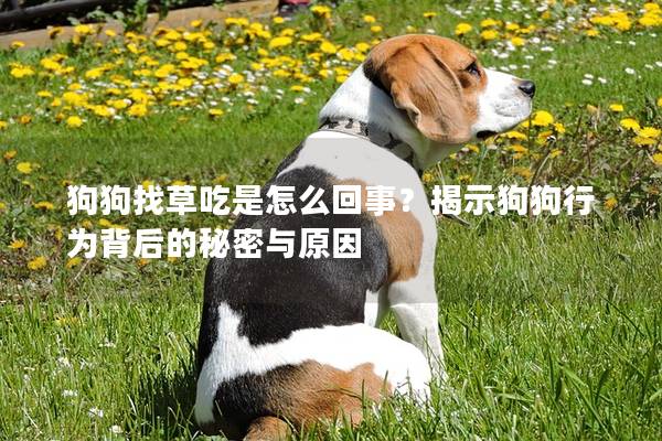 狗狗找草吃是怎么回事？揭示狗狗行为背后的秘密与原因