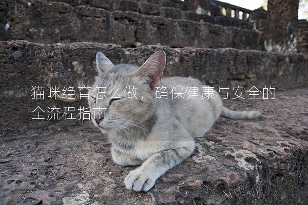 猫咪绝育怎么做，确保健康与安全的全流程指南