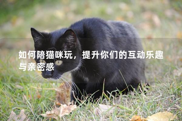 如何陪猫咪玩，提升你们的互动乐趣与亲密感