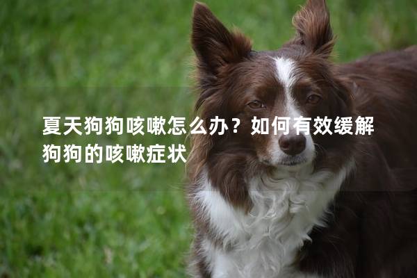 夏天狗狗咳嗽怎么办？如何有效缓解狗狗的咳嗽症状