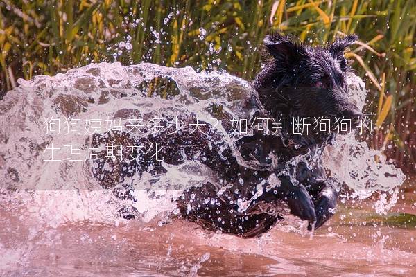 狗狗姨妈来多少天？如何判断狗狗的生理周期变化
