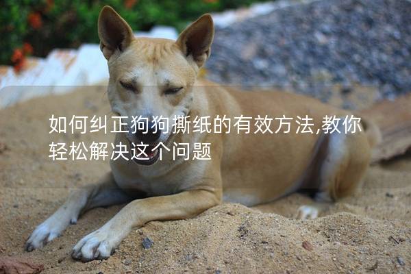 如何纠正狗狗撕纸的有效方法,教你轻松解决这个问题