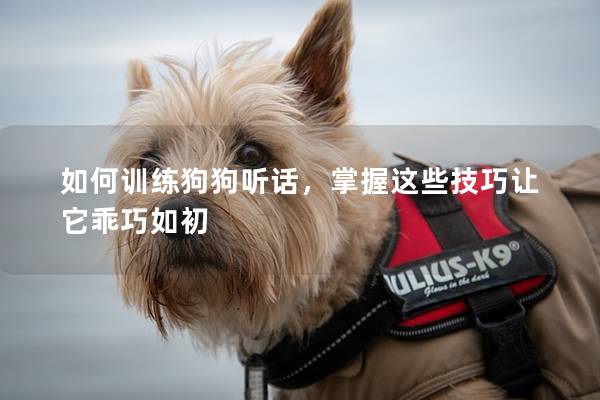 如何训练狗狗听话，掌握这些技巧让它乖巧如初