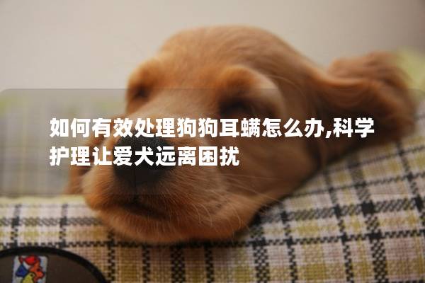 如何有效处理狗狗耳螨怎么办,科学护理让爱犬远离困扰