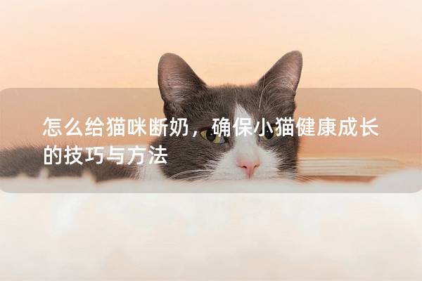 怎么给猫咪断奶，确保小猫健康成长的技巧与方法