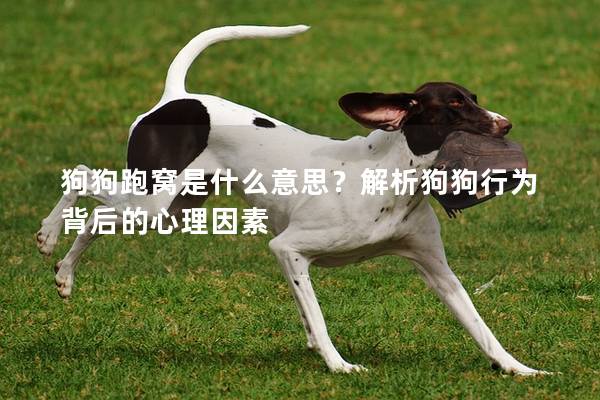狗狗跑窝是什么意思？解析狗狗行为背后的心理因素