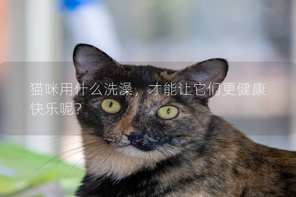 猫咪用什么洗澡，才能让它们更健康快乐呢？