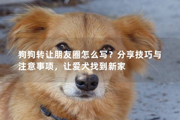 狗狗转让朋友圈怎么写？分享技巧与注意事项，让爱犬找到新家
