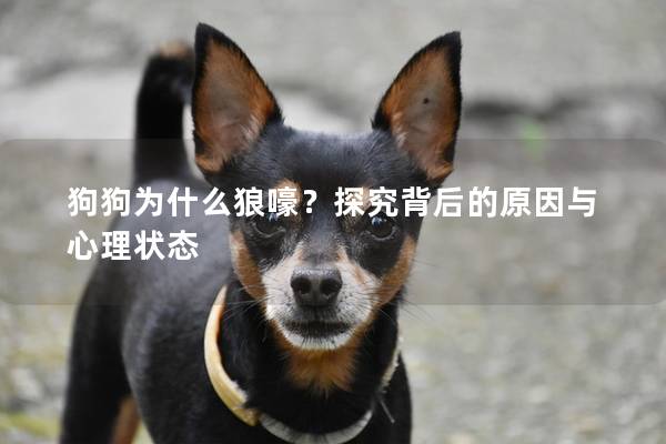 狗狗为什么狼嚎？探究背后的原因与心理状态