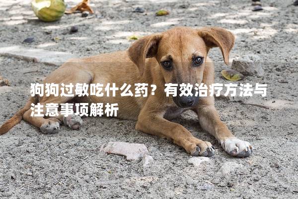 狗狗过敏吃什么药？有效治疗方法与注意事项解析