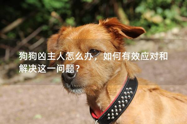 狗狗凶主人怎么办，如何有效应对和解决这一问题？