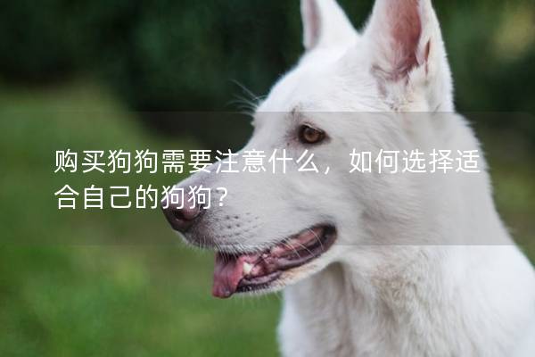 购买狗狗需要注意什么，如何选择适合自己的狗狗？