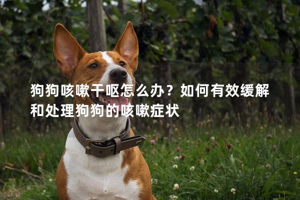 狗狗咳嗽干呕怎么办？如何有效缓解和处理狗狗的咳嗽症状