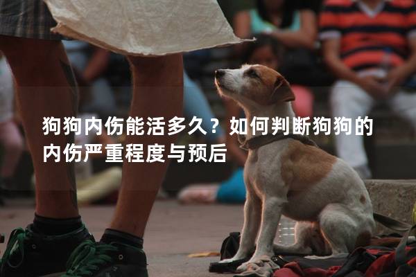 狗狗内伤能活多久?如何判断狗狗的内伤严重程度与预后 狗狗内伤能活多久?如何判断狗狗的内伤严重程度与预后
