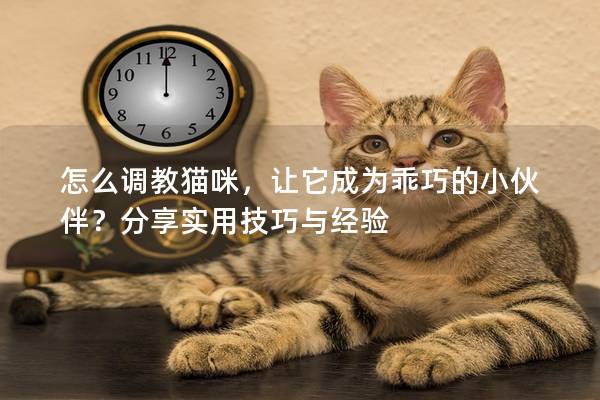 怎么调教猫咪，让它成为乖巧的小伙伴？分享实用技巧与经验