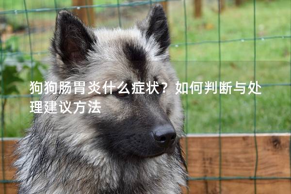 狗狗肠胃炎什么症状？如何判断与处理建议方法