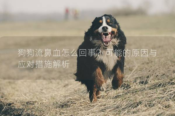 狗狗流鼻血怎么回事？可能的原因与应对措施解析