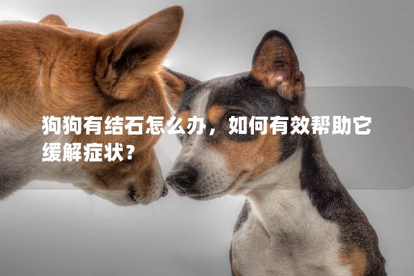 狗狗有结石怎么办，如何有效帮助它缓解症状？