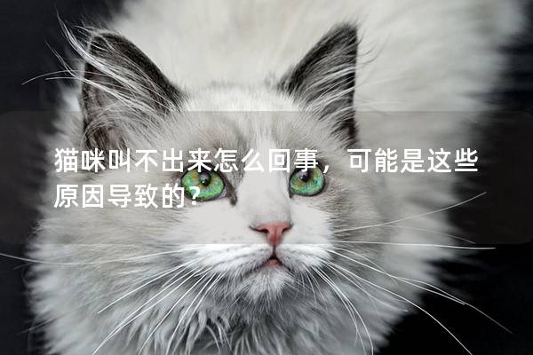 猫咪叫不出来怎么回事，可能是这些原因导致的？